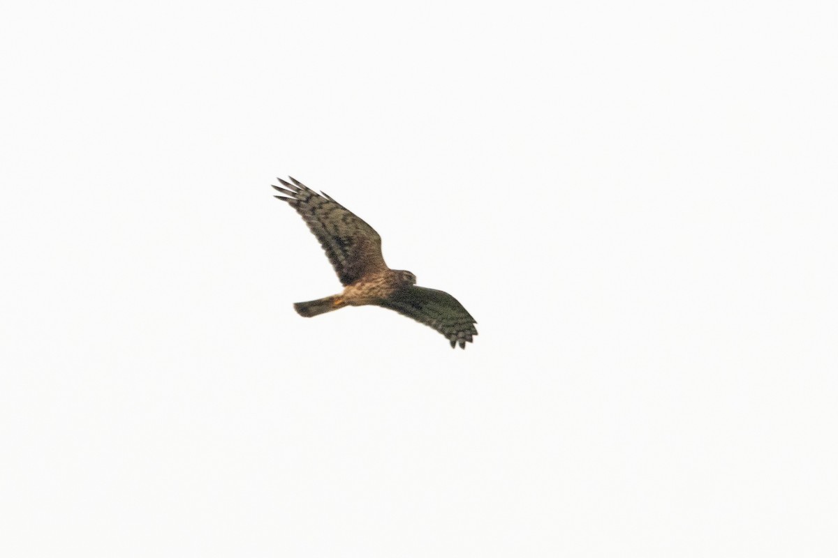 Hen Harrier - ML609797066