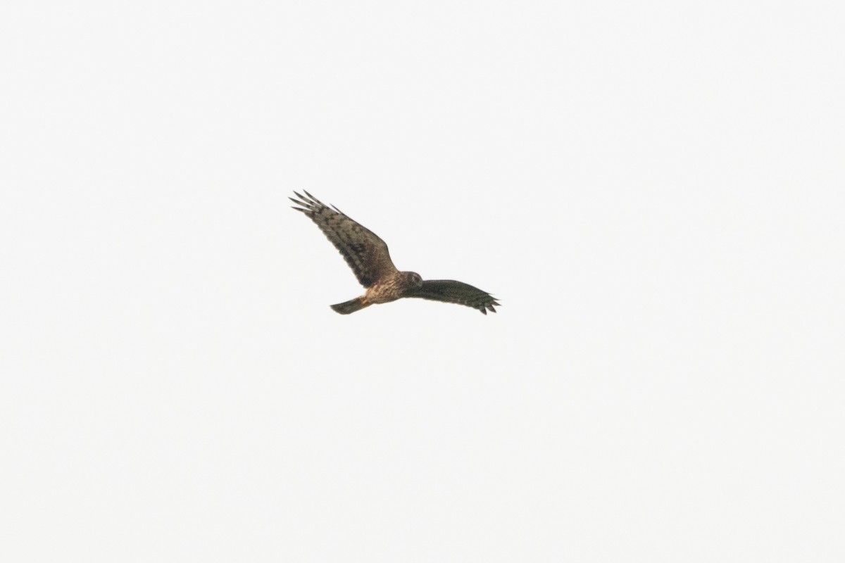 Hen Harrier - Letty Roedolf Groenenboom