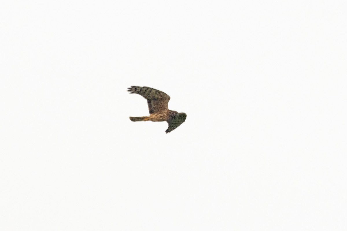 Hen Harrier - ML609797070