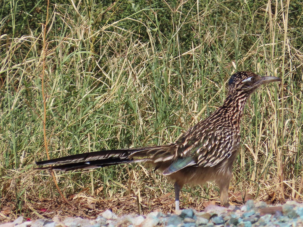 Greater Roadrunner - ML609797153