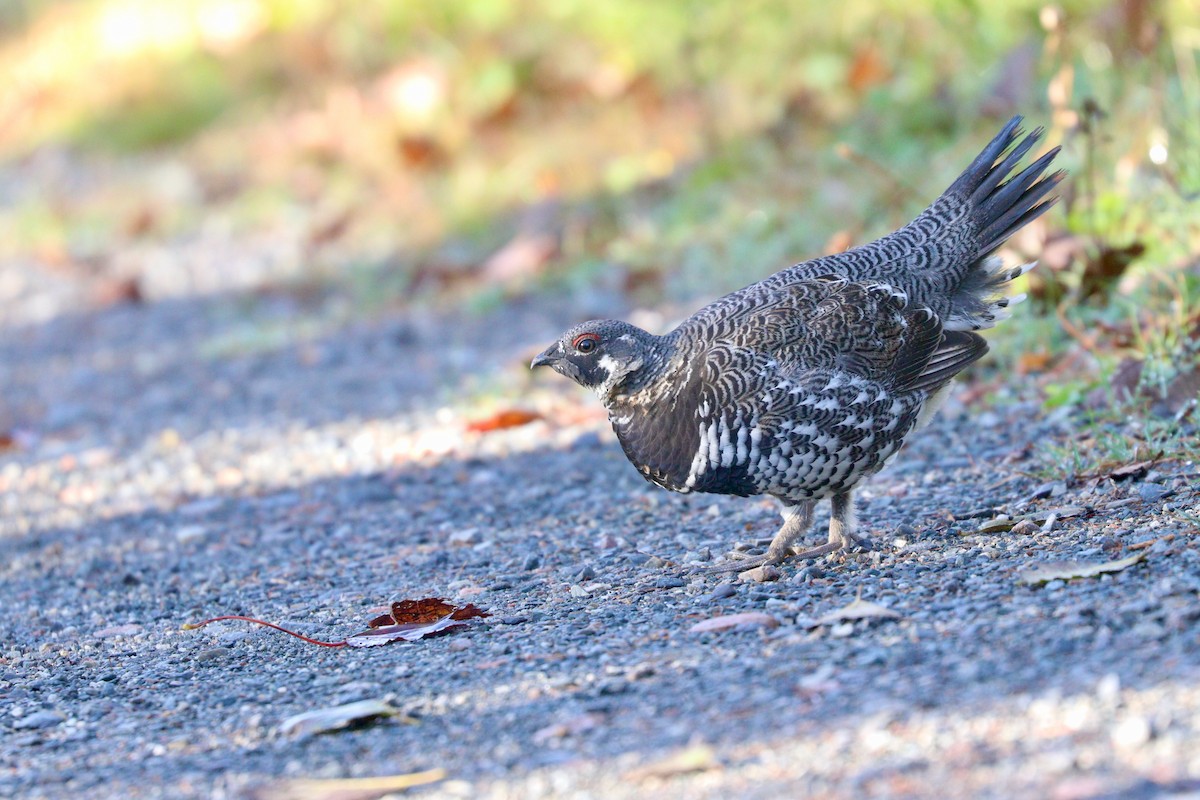 Spruce Grouse - ML609797175