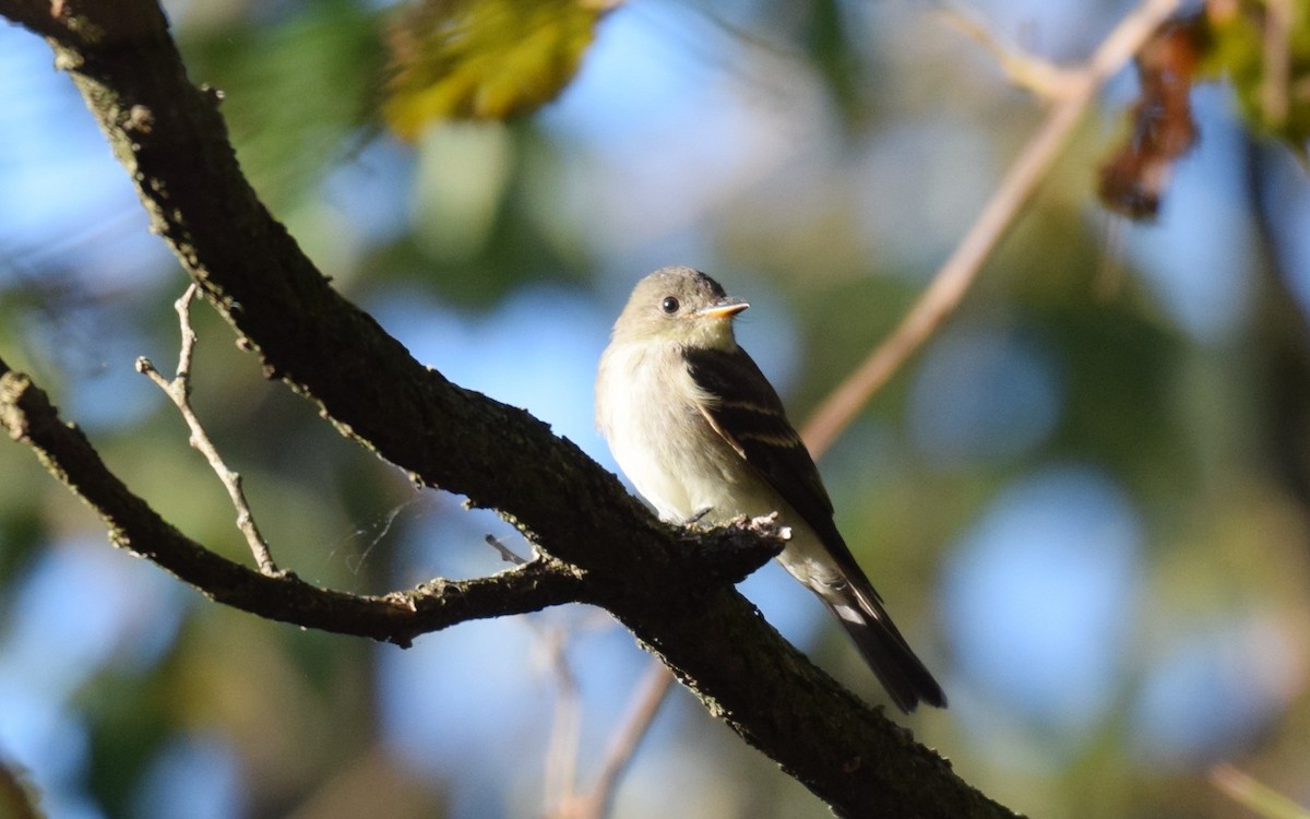 Eastern Wood-Pewee - ML609797219