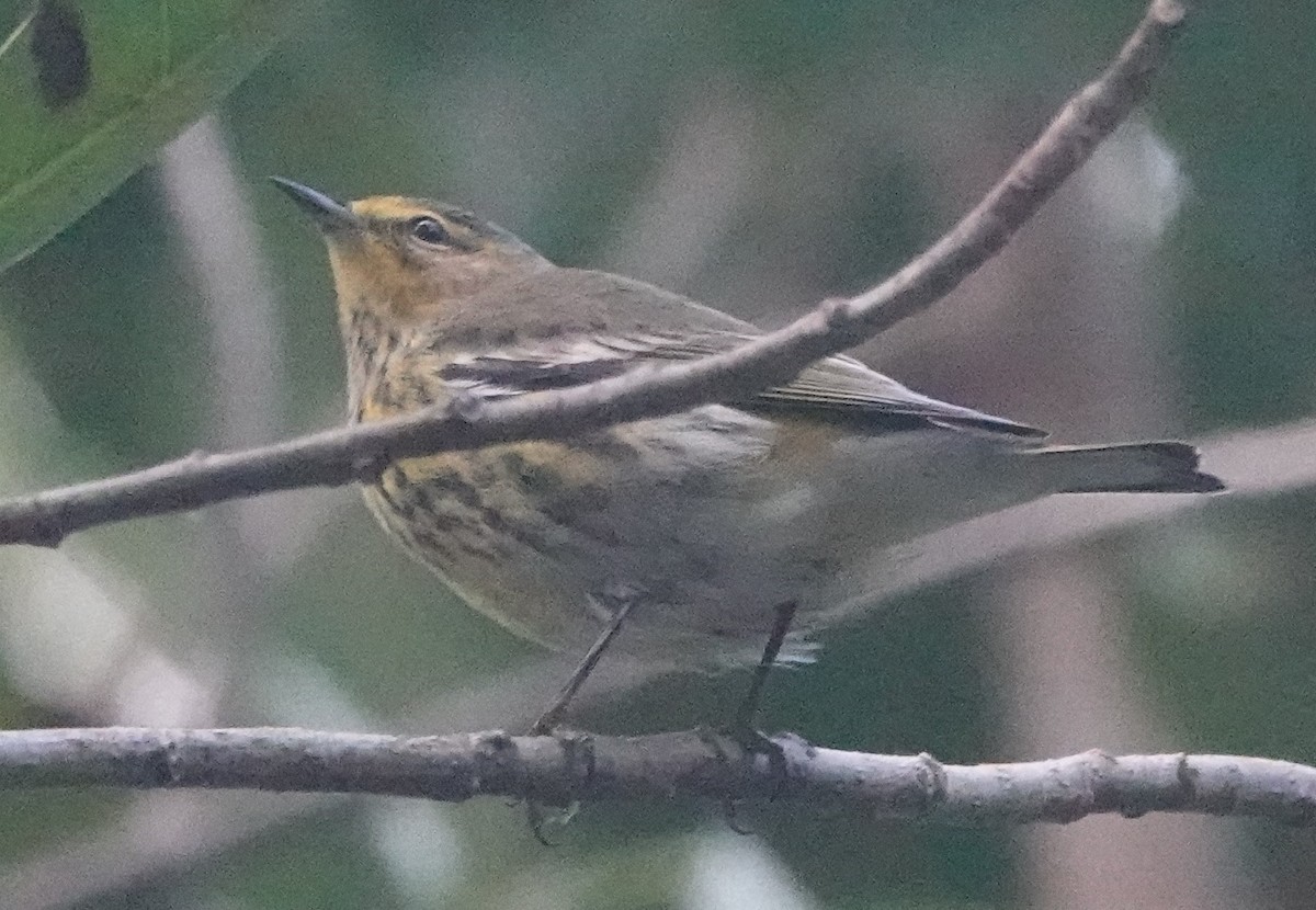 Cape May Warbler - ML609797272