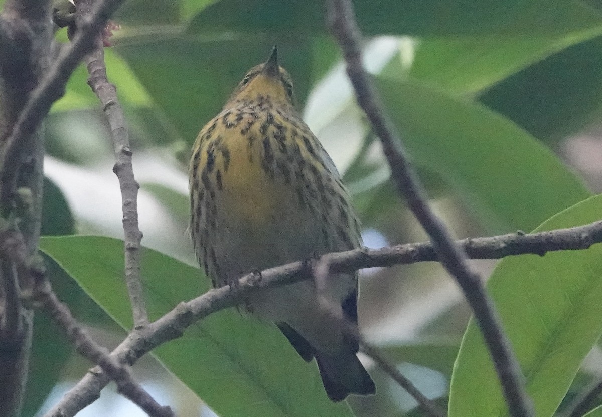 Cape May Warbler - ML609797274