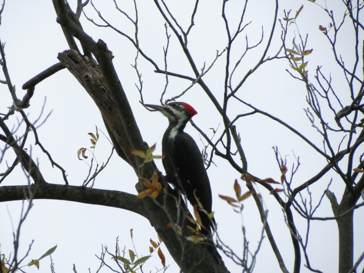 Pileated Woodpecker - ML609797295