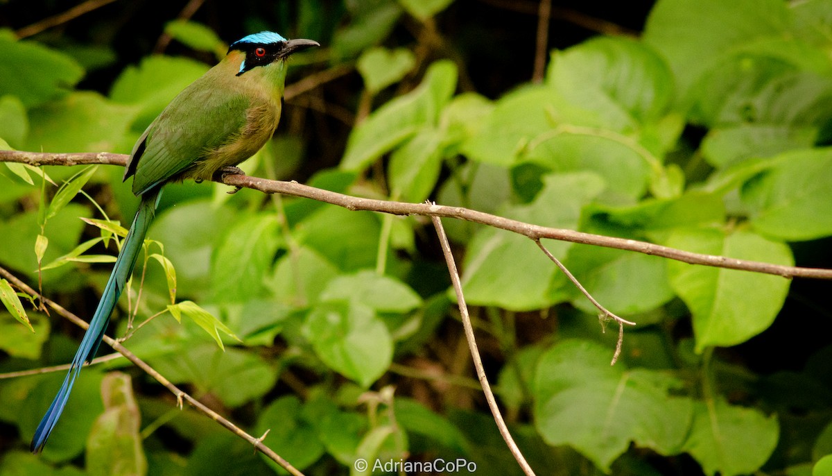 Andean Motmot - ML609797299