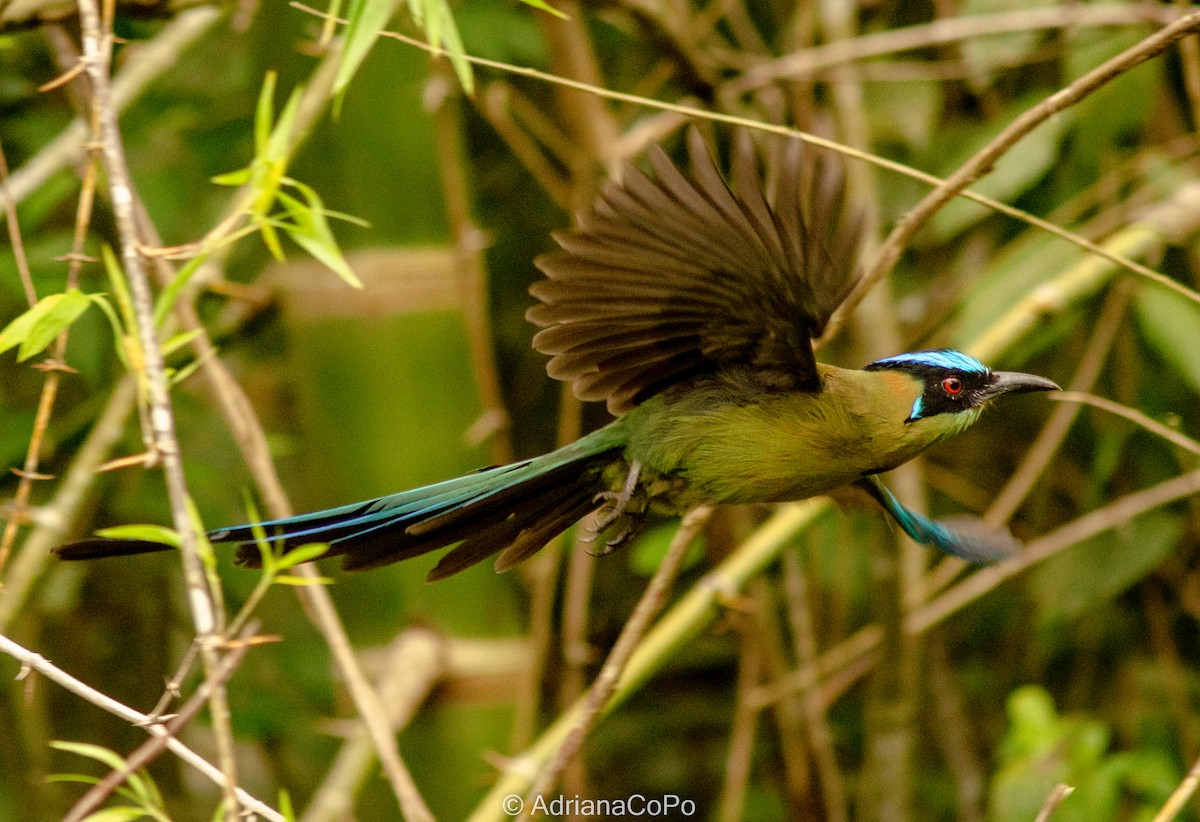 Andean Motmot - ML609797300