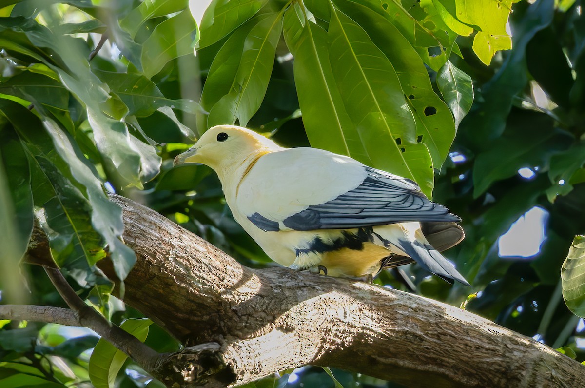 Silver-tipped Imperial-Pigeon - ML609797457