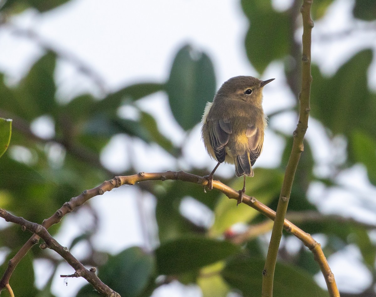 Common Chiffchaff - ML609797534