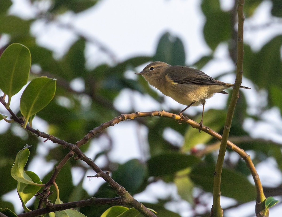 Common Chiffchaff - ML609797542