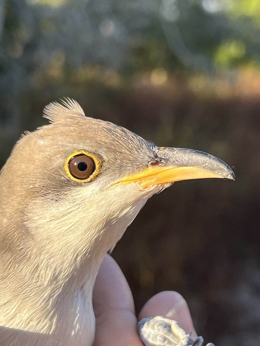 Yellow-billed Cuckoo - ML609797595