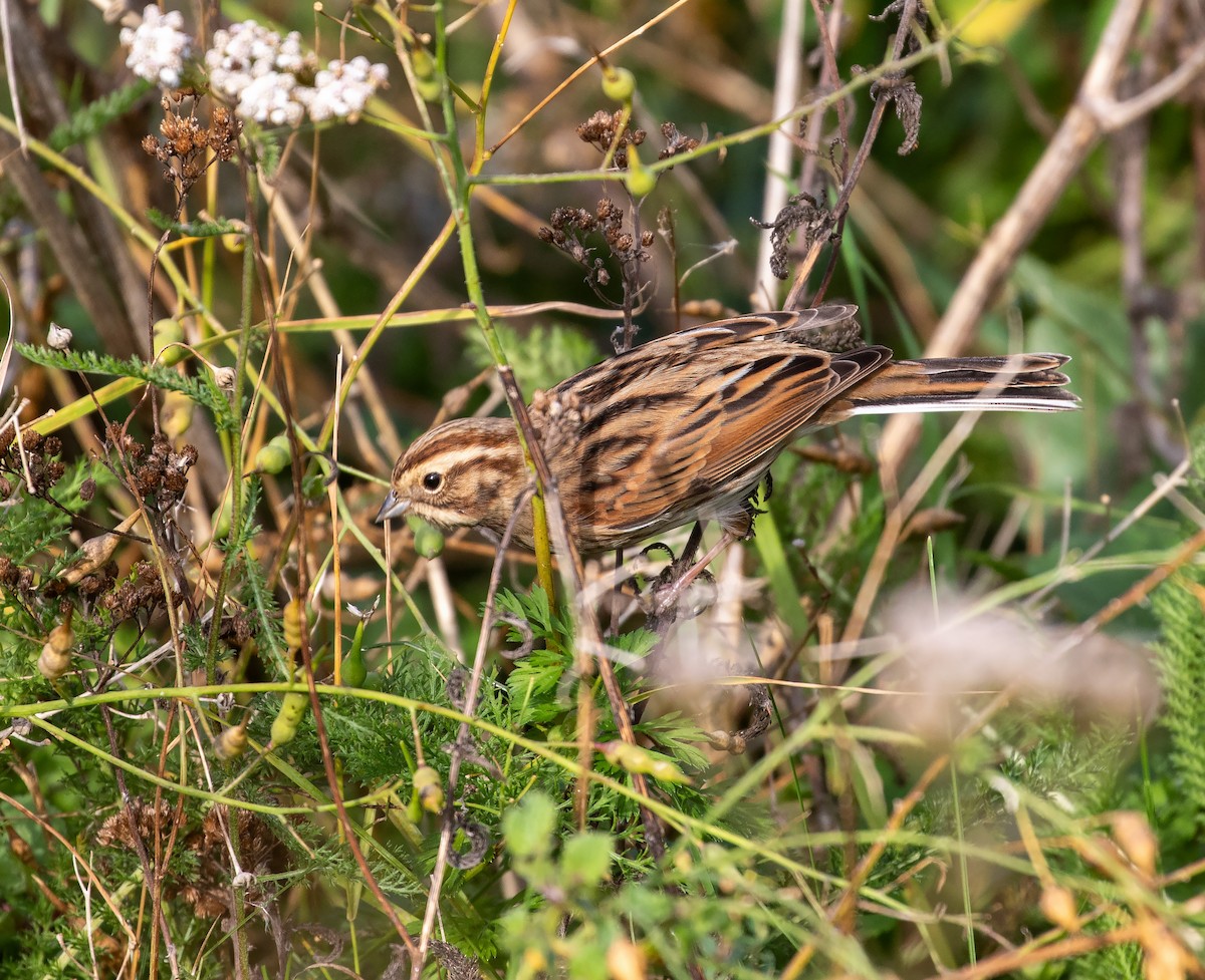 Reed Bunting - ML609797605