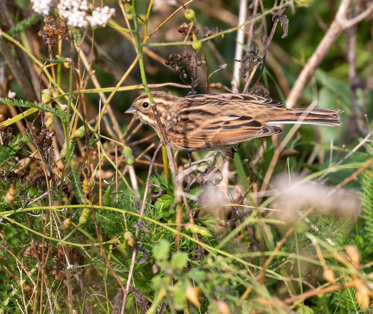 Reed Bunting - ML609797612