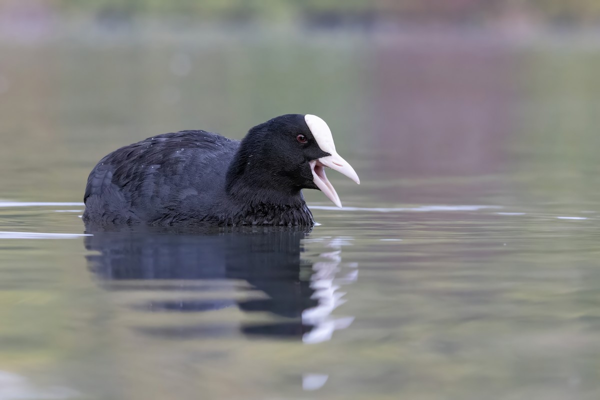 Eurasian Coot - ML609797769