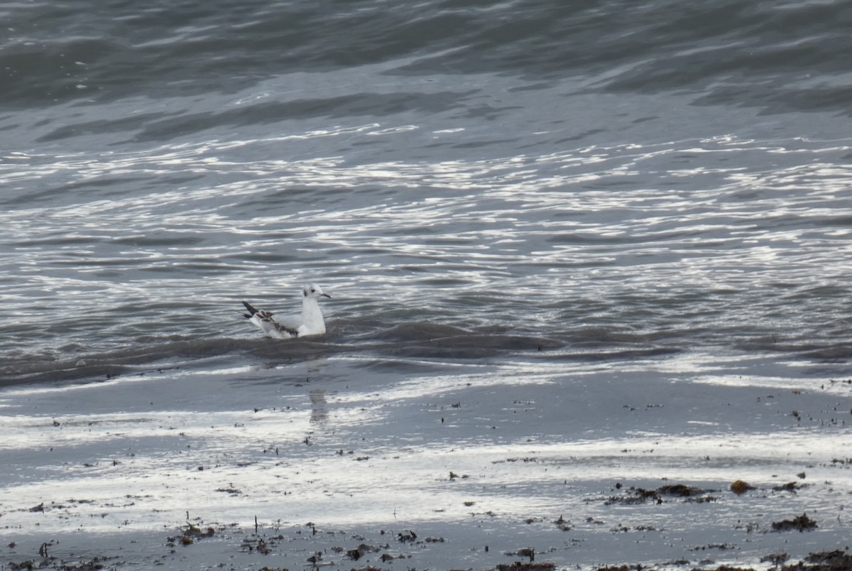 Bonaparte's Gull - ML609797771