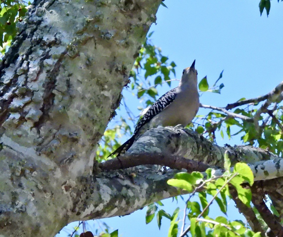 Golden-fronted Woodpecker (Northern) - Wendy Harte