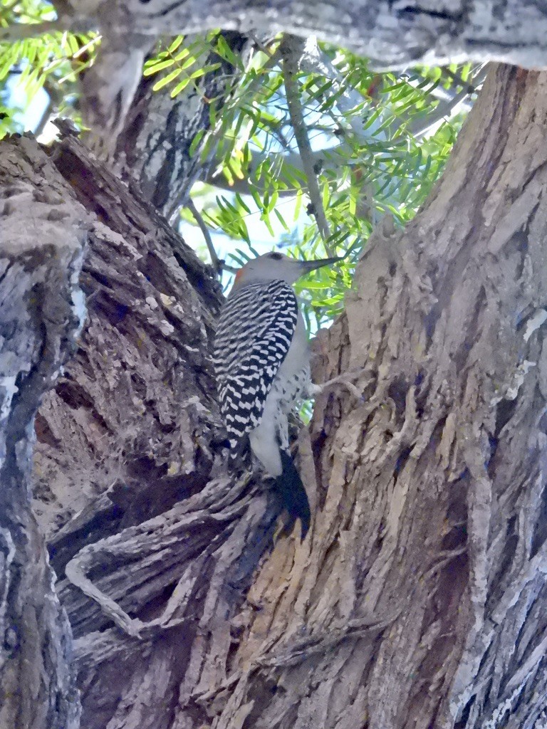 Golden-fronted Woodpecker (Northern) - ML609797831