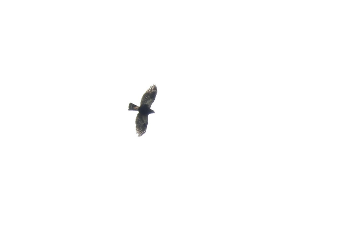 White-rumped Hawk - ML609797909