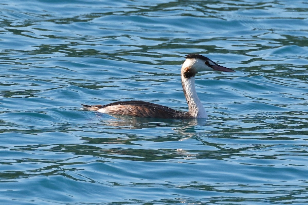 Great Crested Grebe - ML609798050