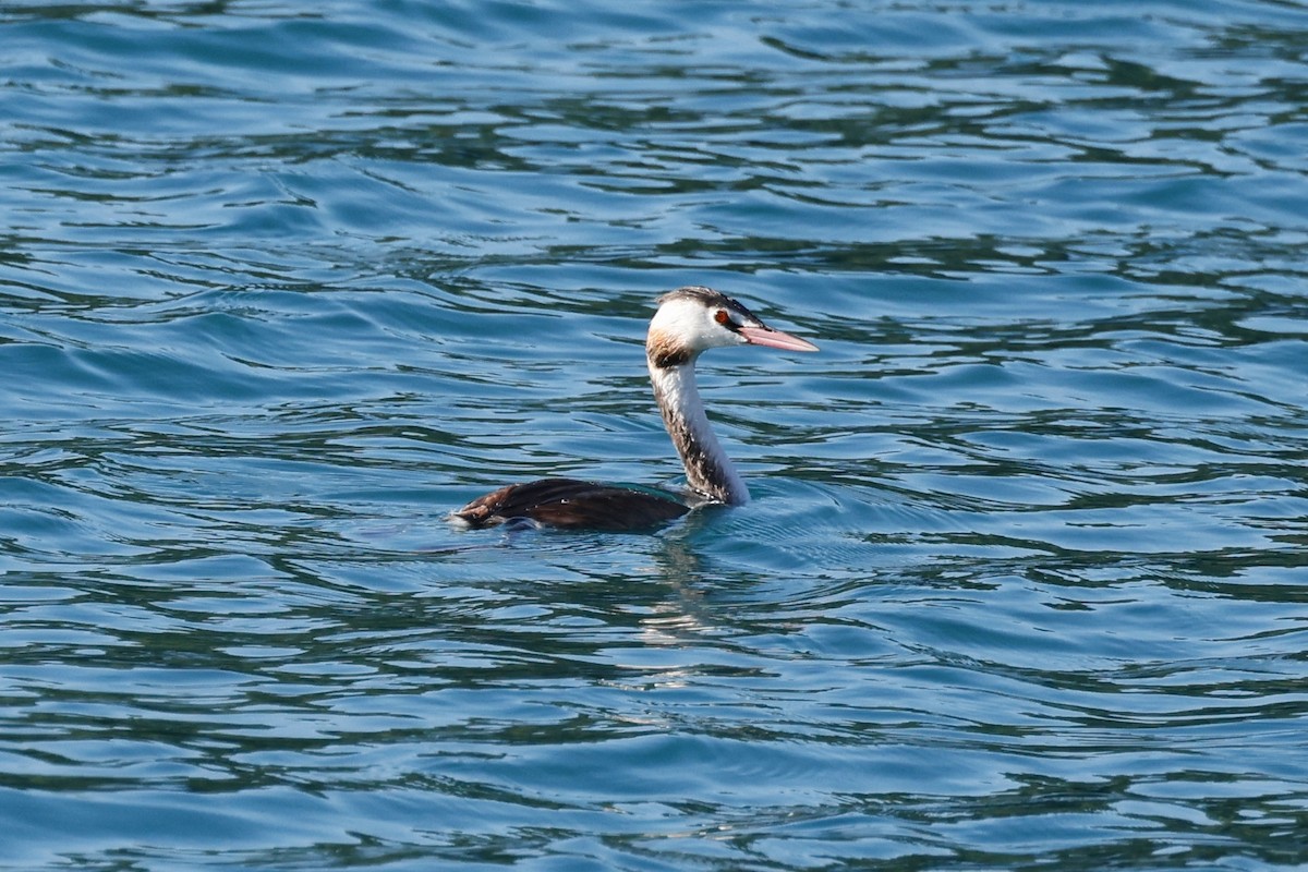 Great Crested Grebe - ML609798051