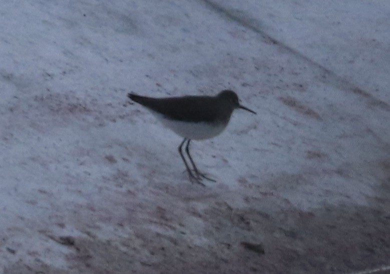 Solitary Sandpiper - Jane Finneran