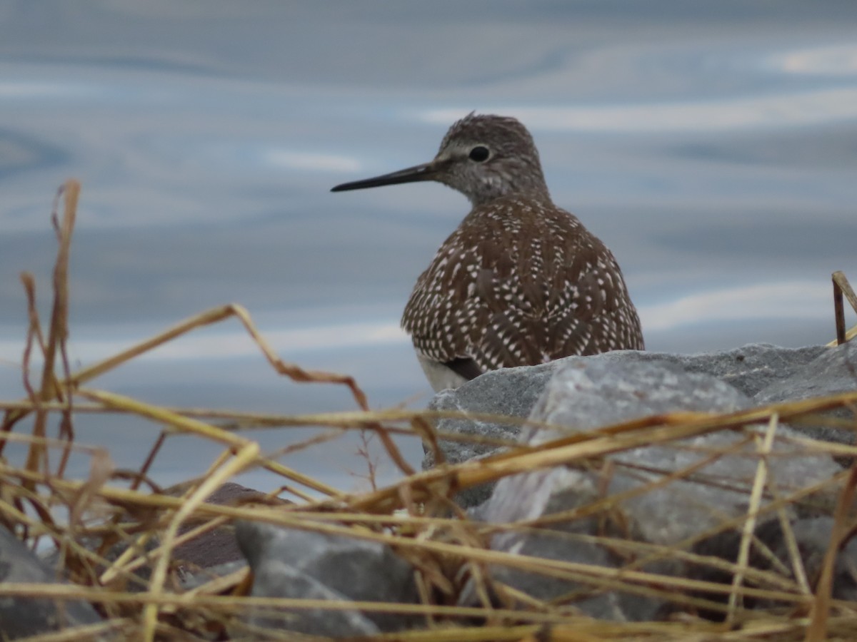 Lesser Yellowlegs - ML609798139