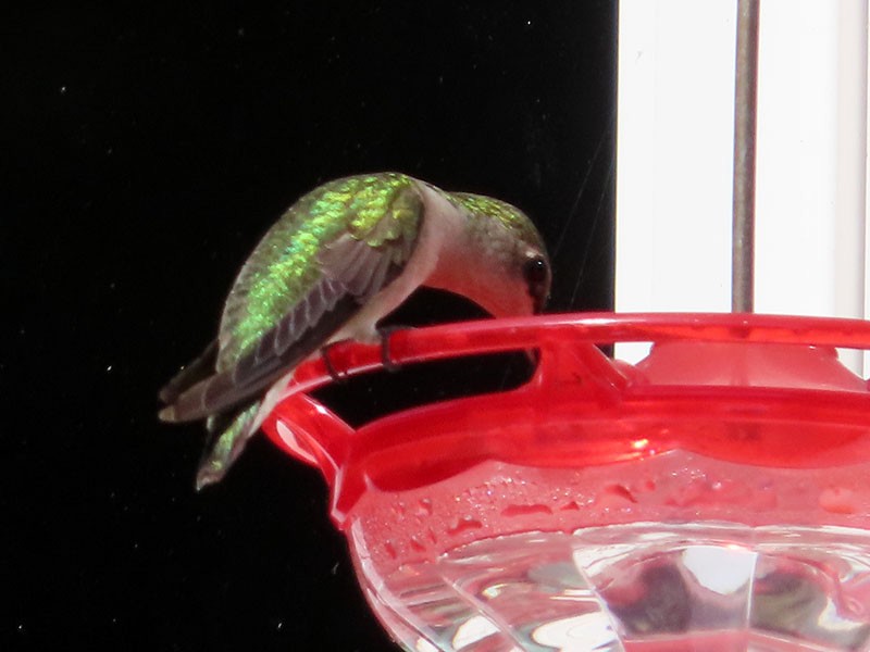 Ruby-throated Hummingbird - ML609798147
