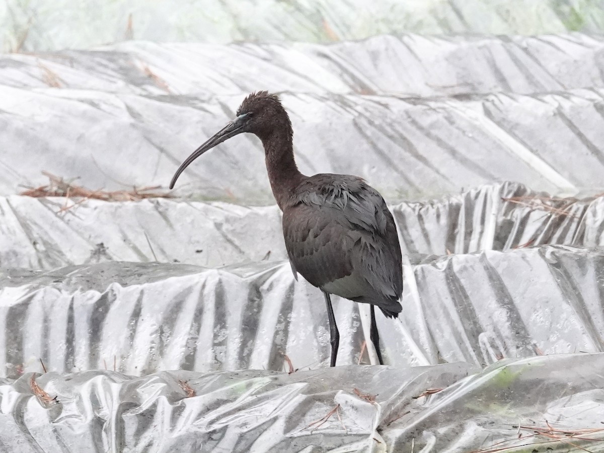 Glossy Ibis - ML609798168