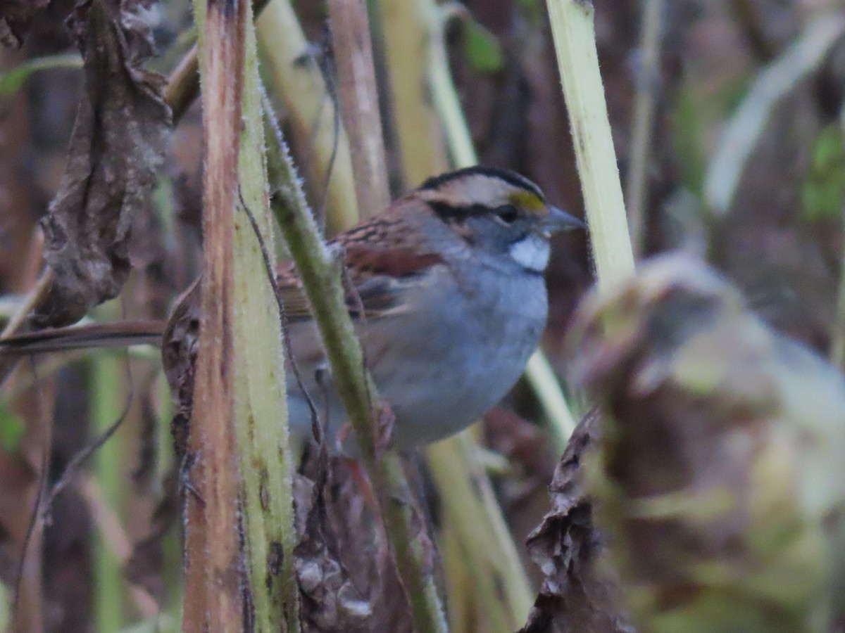 White-throated Sparrow - ML609798177