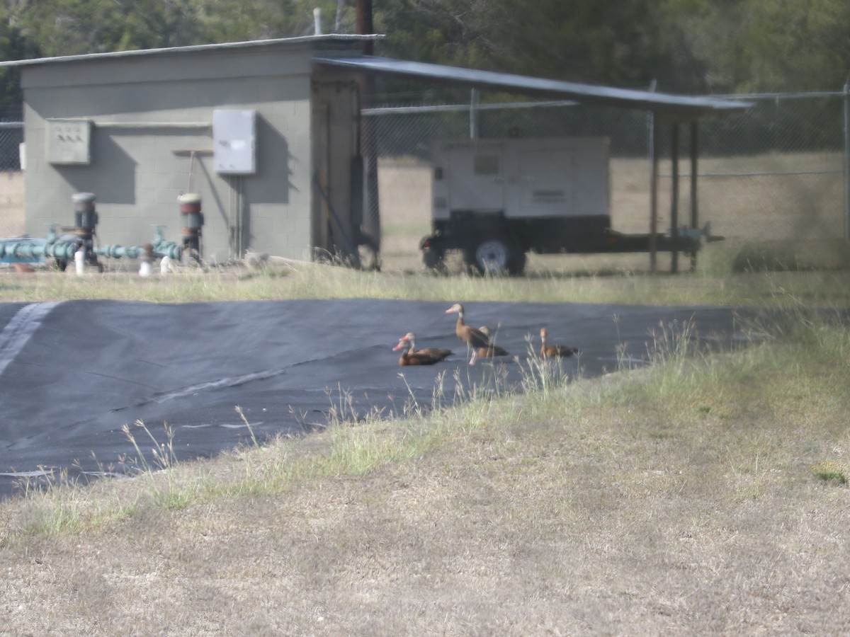 Black-bellied Whistling-Duck - ML609798256