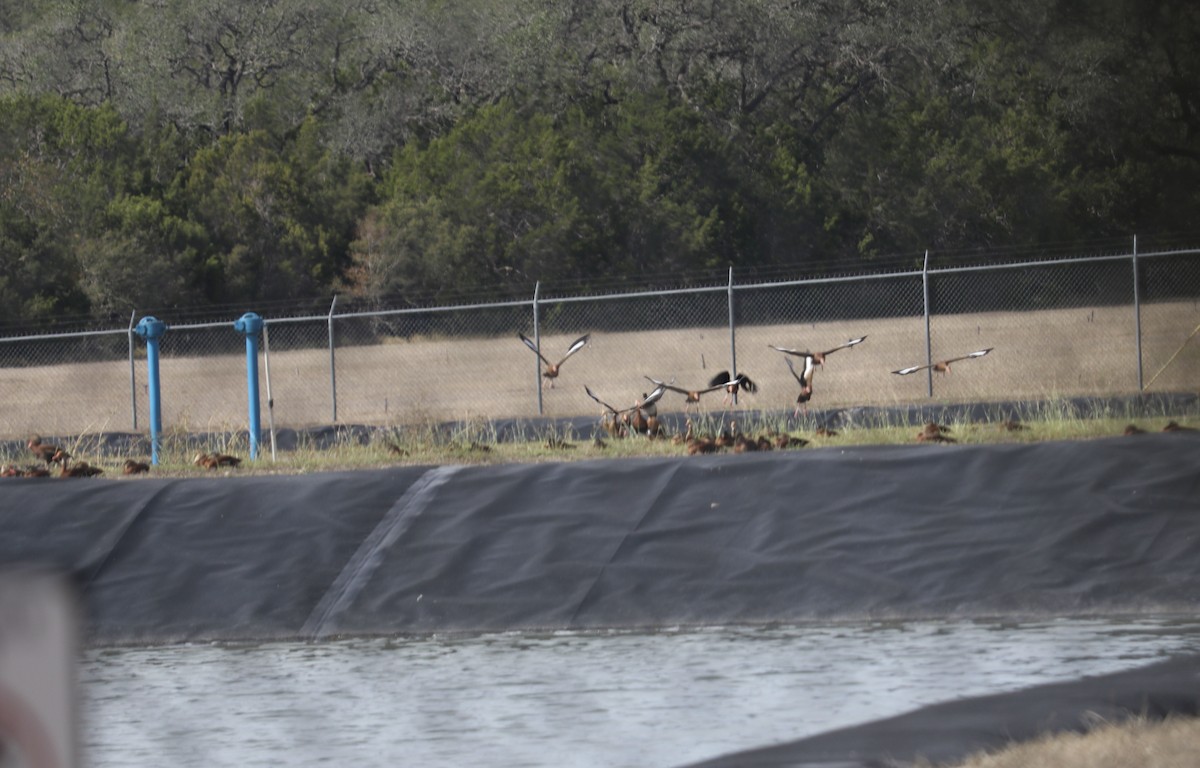 Black-bellied Whistling-Duck - ML609798257