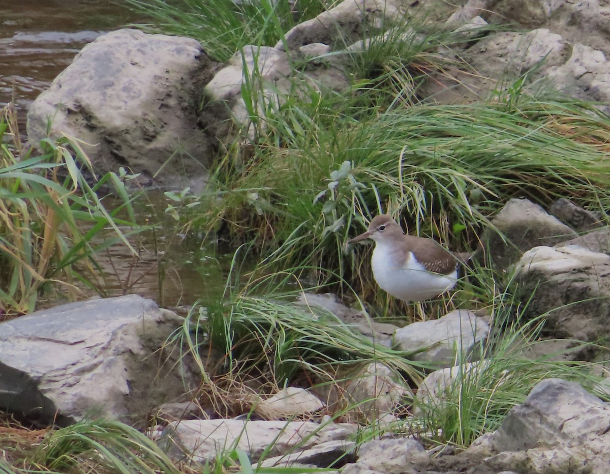 Spotted Sandpiper - ML609798328