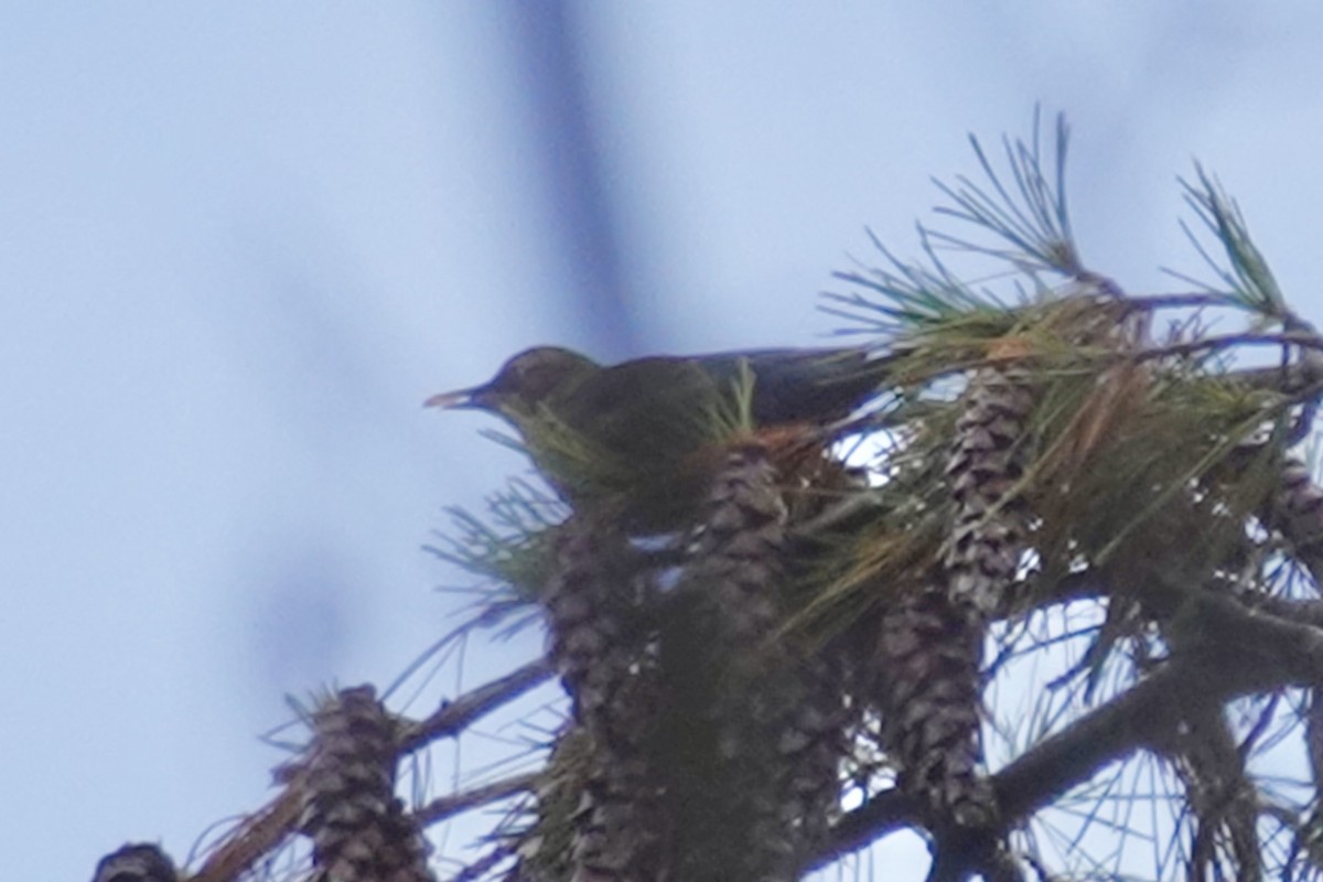 Rusty Blackbird - Carol Speck