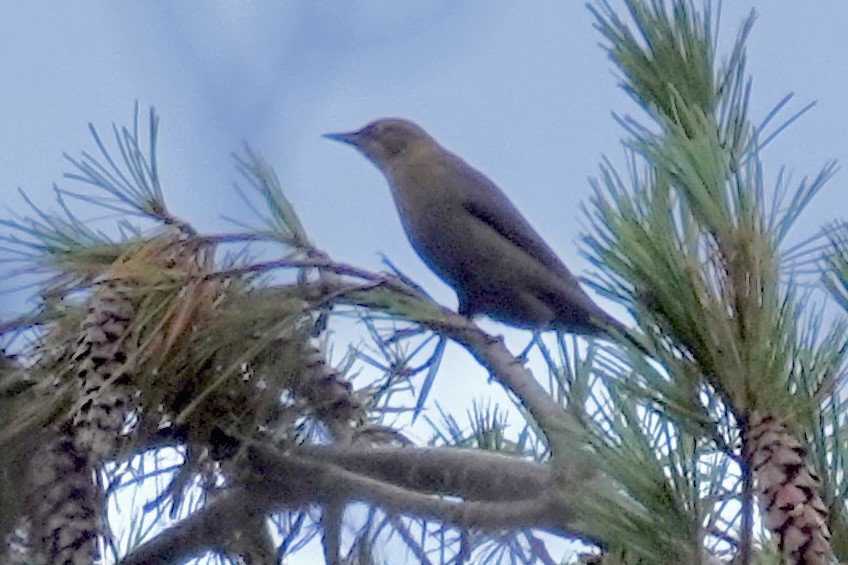 Rusty Blackbird - ML609798399