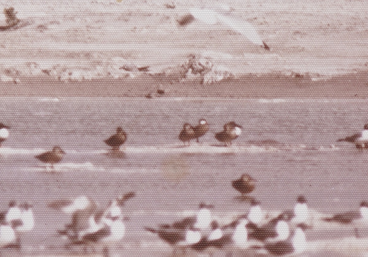 White-cheeked Pintail - ML609798527