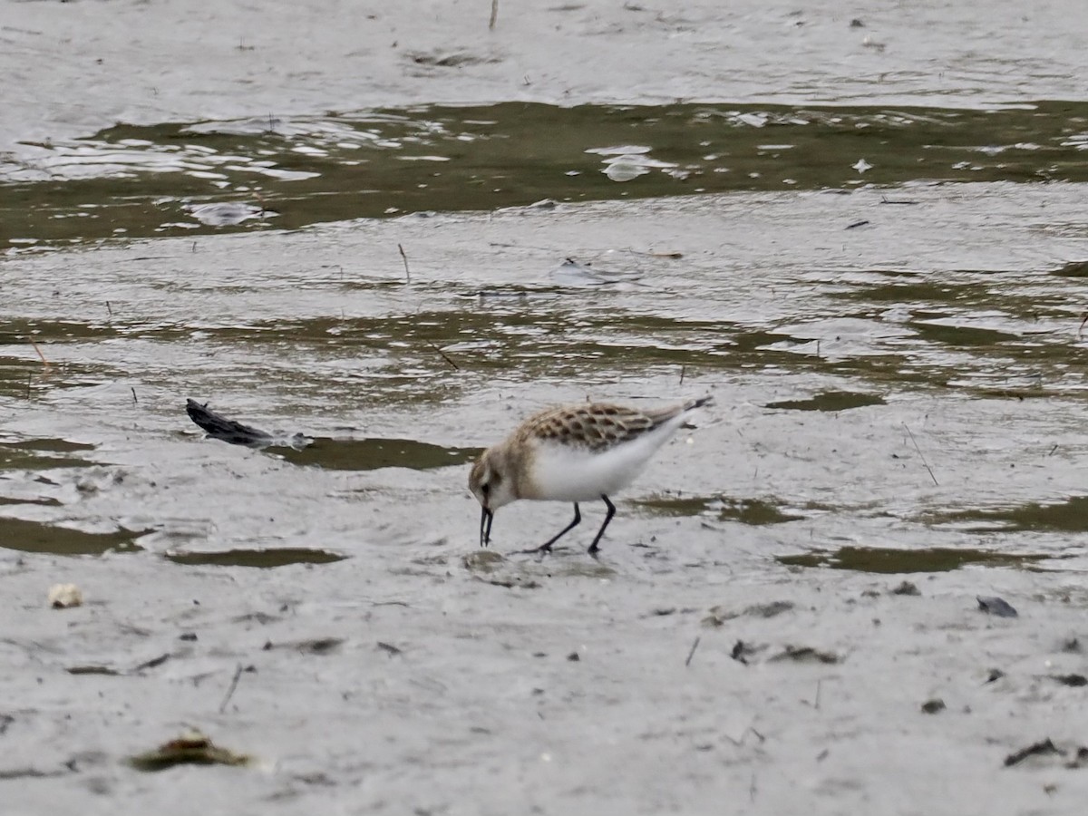 Semipalmated Sandpiper - ML609798603