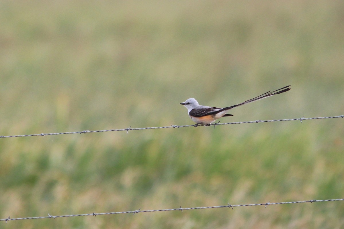 Scissor-tailed Flycatcher - Oscar Johnson