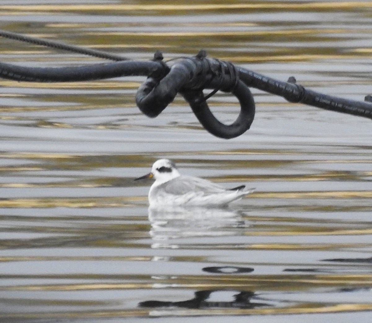 Red Phalarope - ML609798728