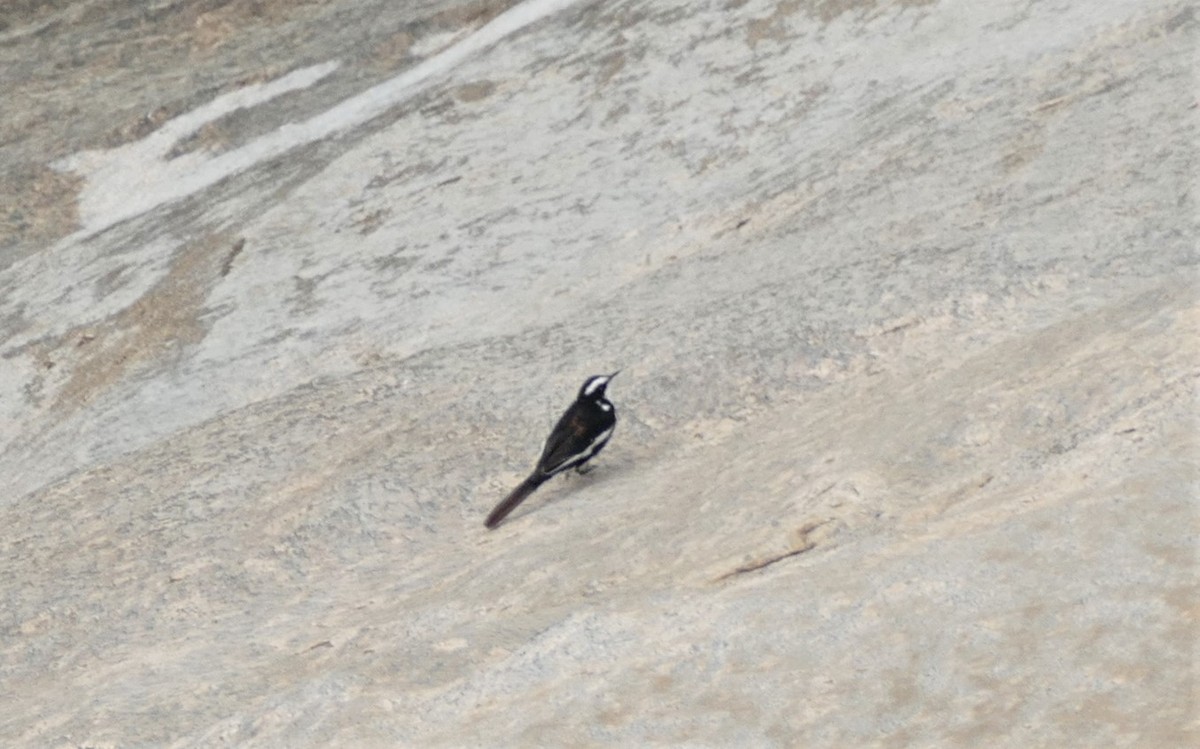 African Pied Wagtail - ML609798781