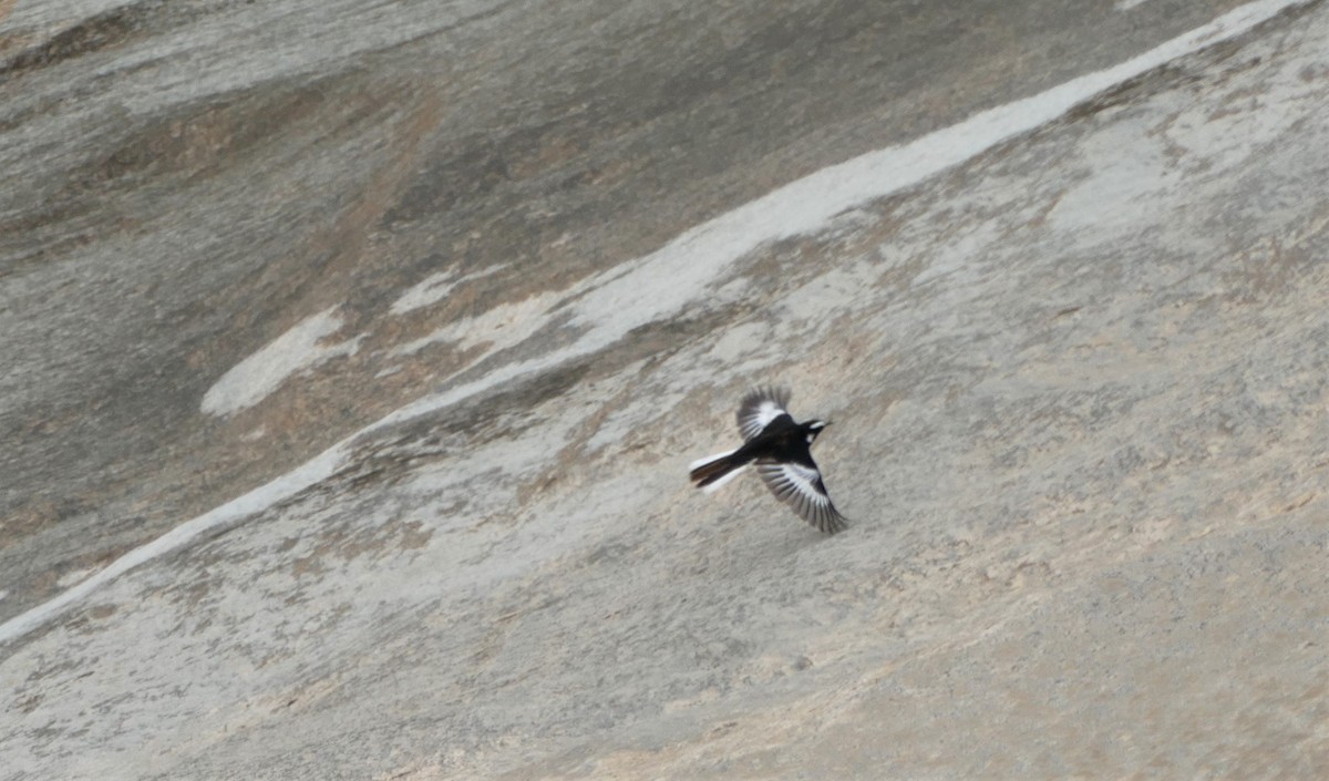 African Pied Wagtail - ML609798782