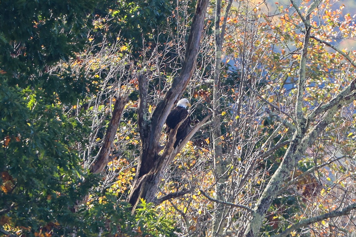 Bald Eagle - ML609798833