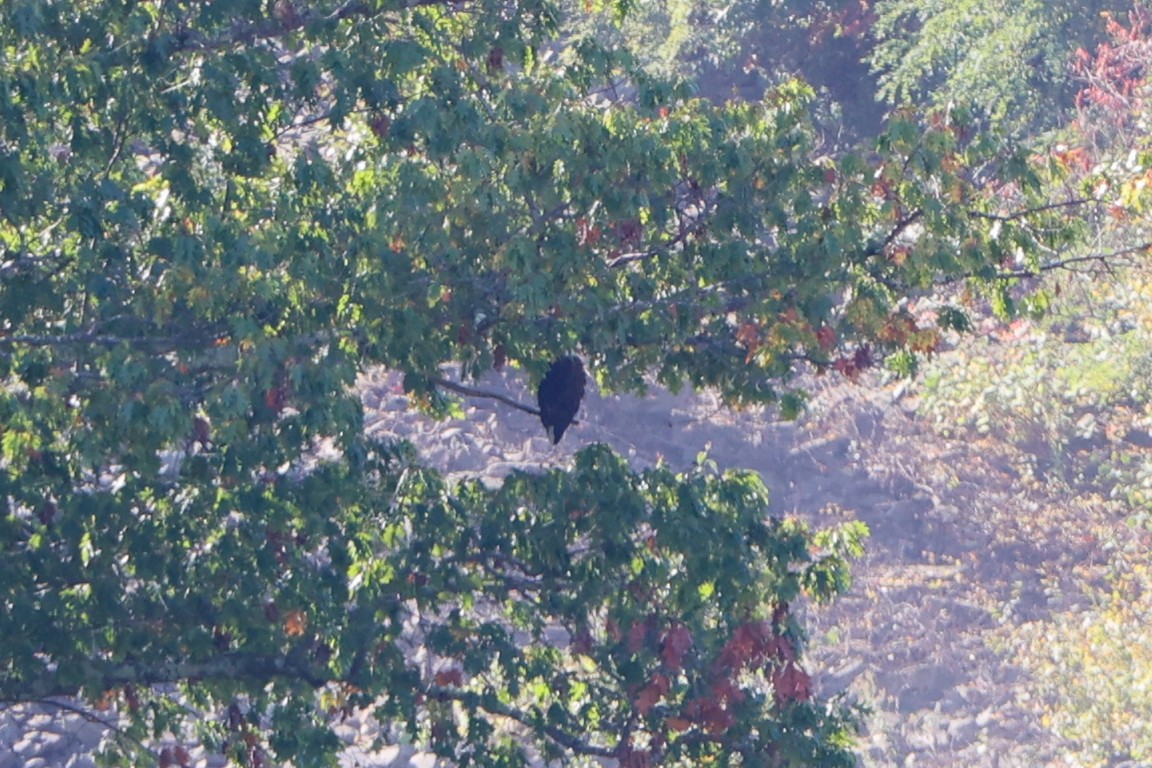 Bald Eagle - ML609798834