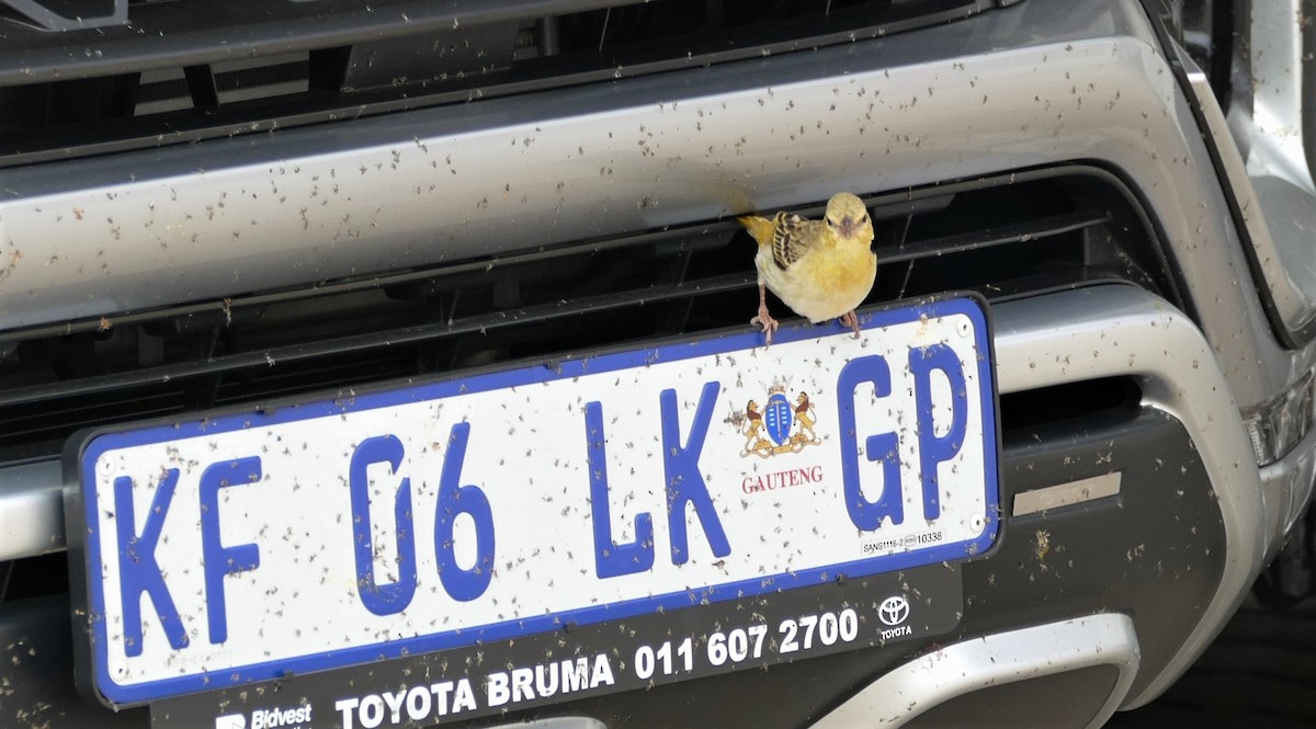 Southern Masked-Weaver - ML609798844