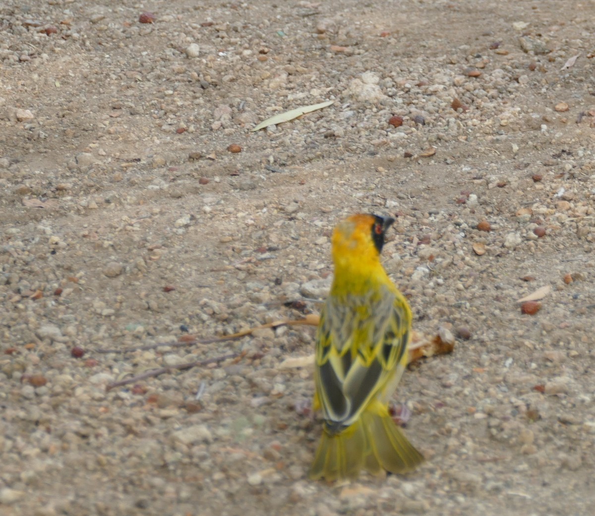 Southern Masked-Weaver - ML609798845