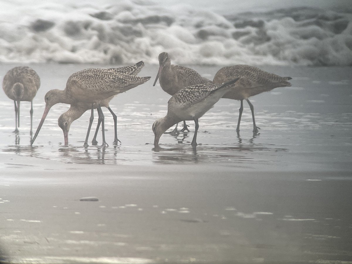 Bar-tailed Godwit - ML609798878