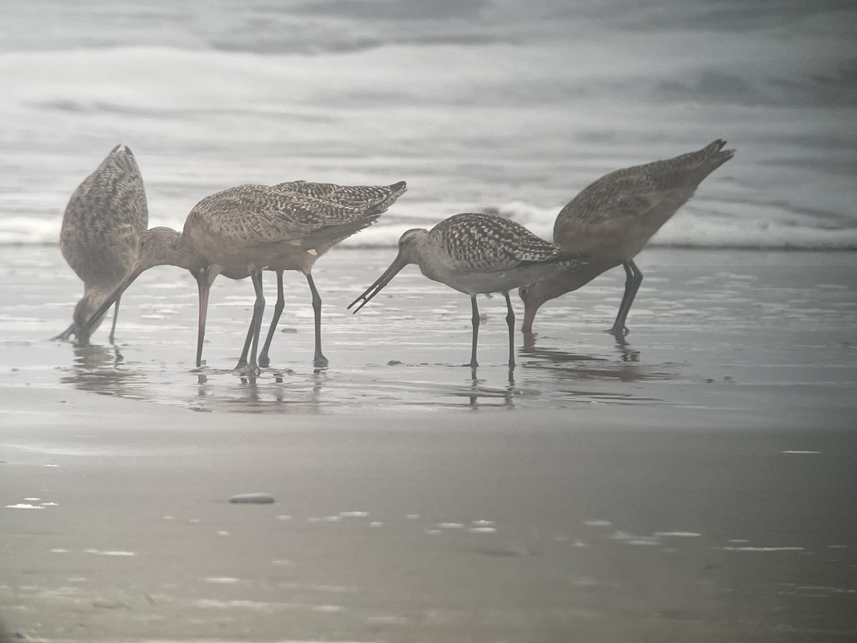 Bar-tailed Godwit - ML609798879