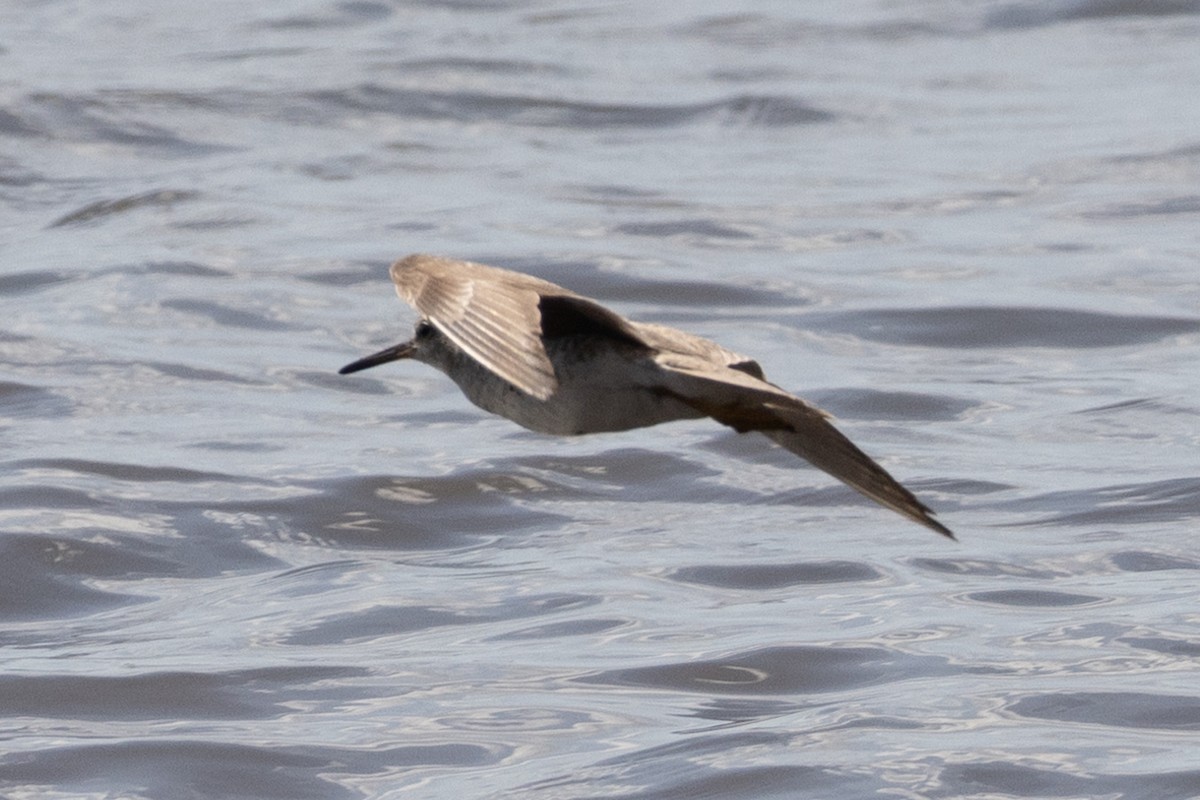 Gray-tailed Tattler - ML609798998