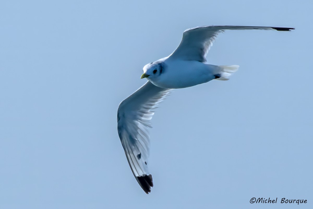 Black-legged Kittiwake - ML609799044