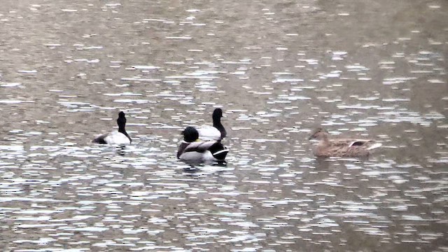 Greater Scaup - ML609799182
