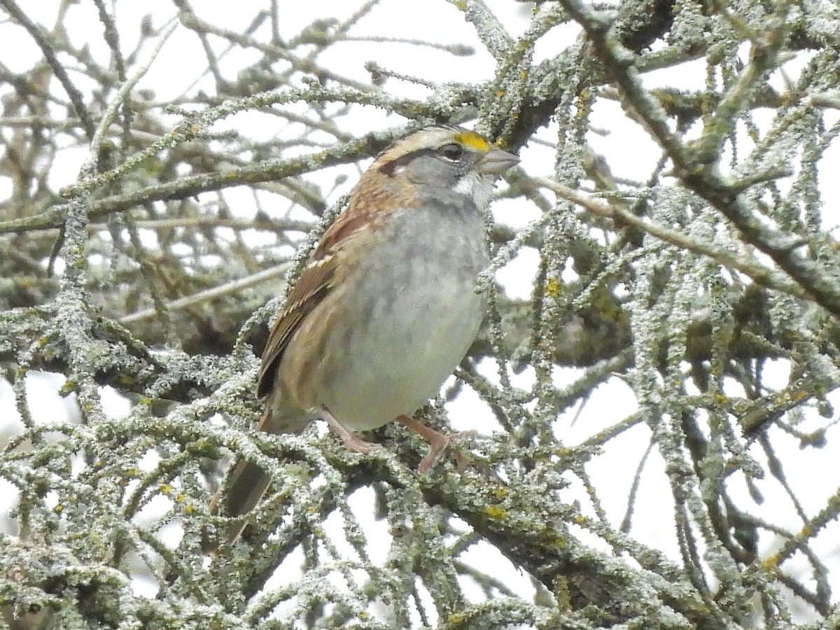 White-throated Sparrow - Bill Nolting